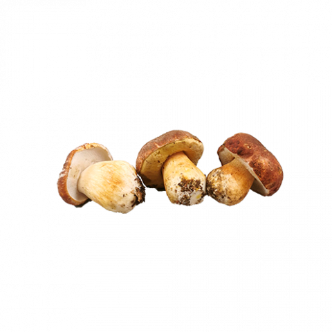 ceps
